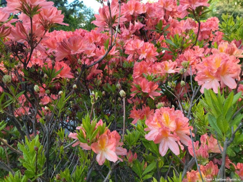 Наш маленький отпуск — Куклы Fairyland (ФэйриЛэнд): BJD (БЖД) (фото 10)