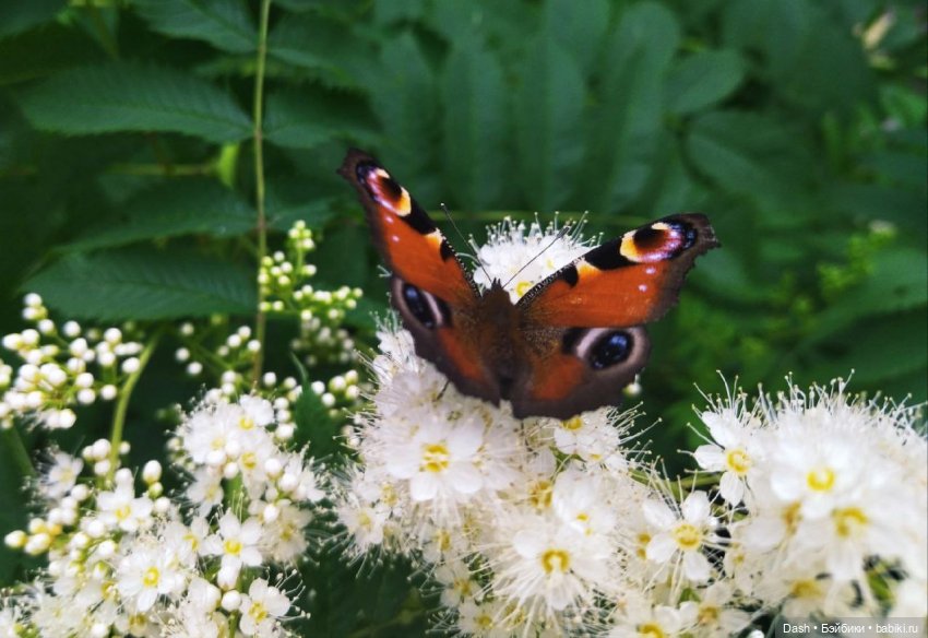 Наш маленький отпуск — Куклы Fairyland (ФэйриЛэнд): BJD (БЖД) (фото 8)
