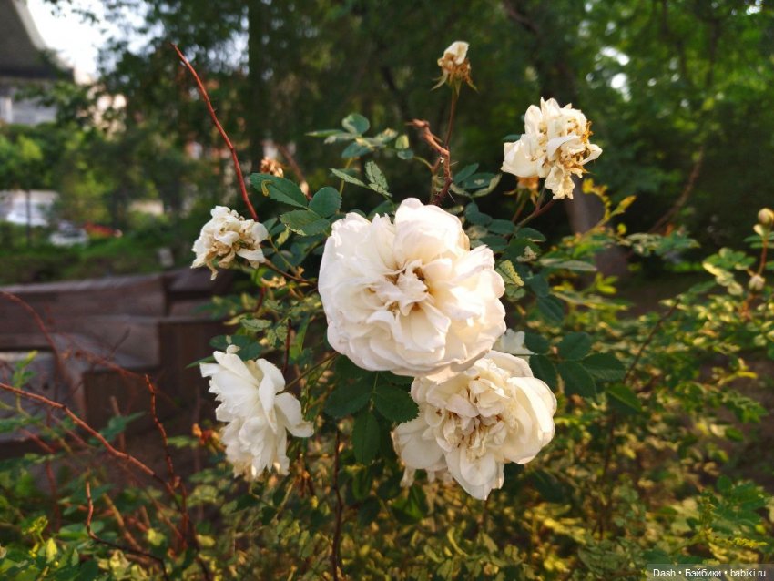 Наш маленький отпуск — Куклы Fairyland (ФэйриЛэнд): BJD (БЖД)