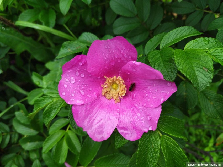 Наш маленький отпуск — Куклы Fairyland (ФэйриЛэнд): BJD (БЖД) (фото 3)