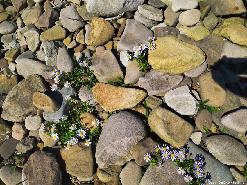 Густи на пляже пирамидок | Бэйбики Густи на пляже пирамидок — Куклы Fairyland (ФэйриЛэнд): BJD (БЖД) (фото 7)