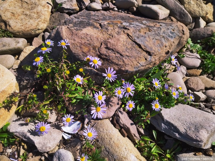 Густи на пляже пирамидок | Бэйбики Густи на пляже пирамидок — Куклы Fairyland (ФэйриЛэнд): BJD (БЖД) (фото 4)