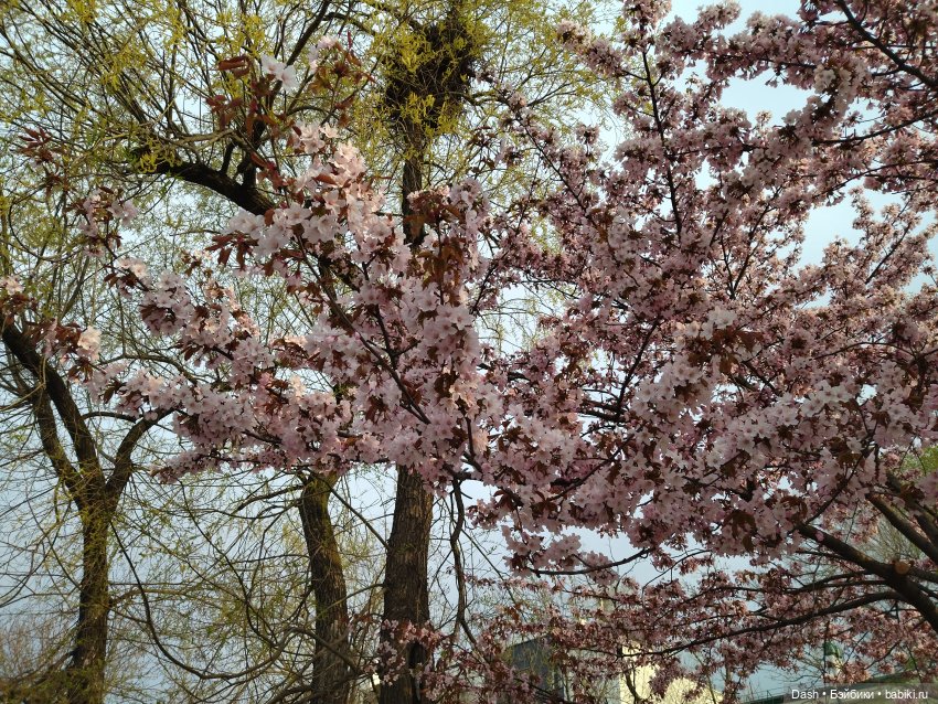 Виола в парке РЖД — Куклы Fairyland (ФэйриЛэнд): BJD (БЖД) (фото 2)