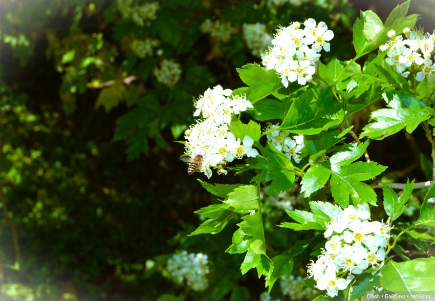 Ноэль в саду — Куклы Fairyland (ФэйриЛэнд): BJD (БЖД) (фото 5)