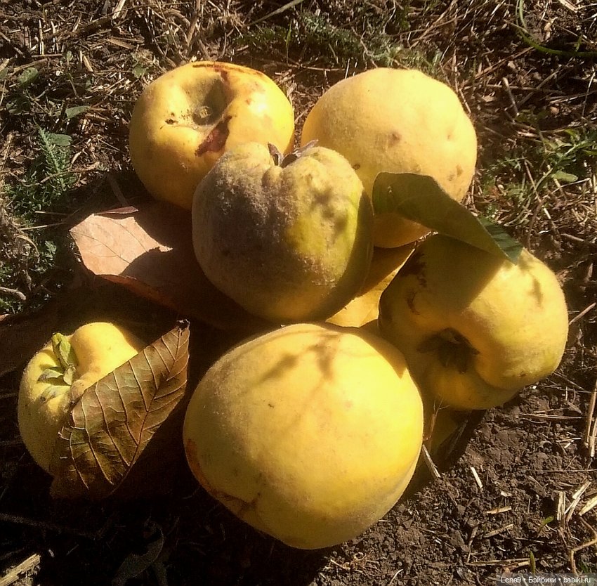 Винтажные куклы ГДР (Немки): Бигги (фото 3)