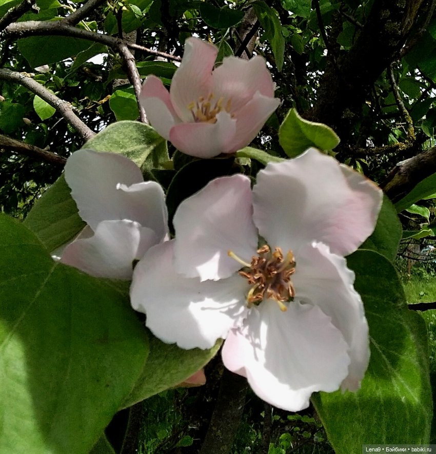 Винтажные куклы ГДР (Немки): Бигги (фото 2)