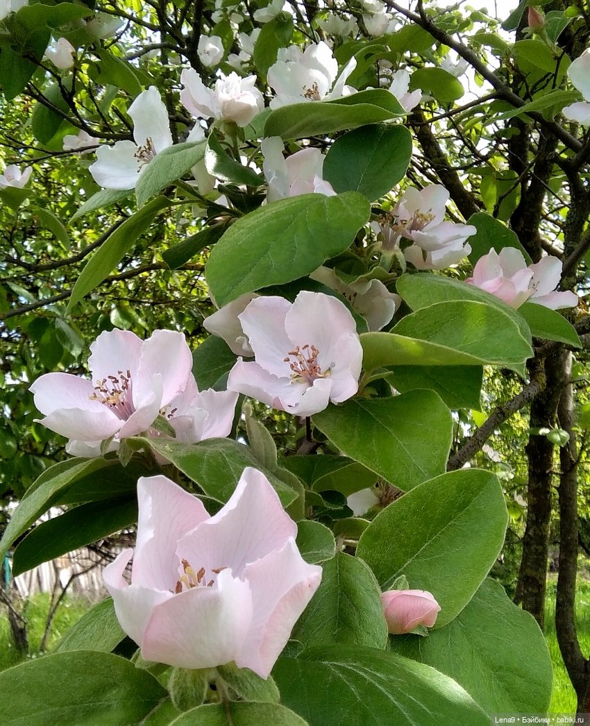 Винтажные куклы ГДР (Немки): Бигги