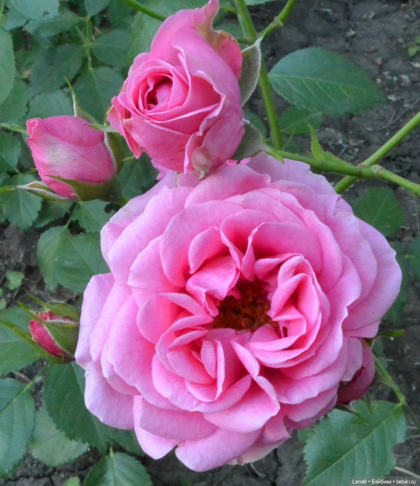 Злата Фотосессия с розами (фото 8)