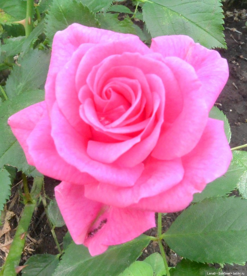 Злата Фотосессия с розами (фото 7)