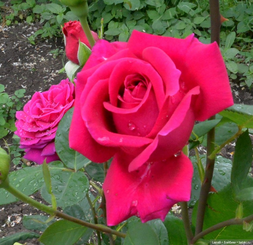 Злата Фотосессия с розами