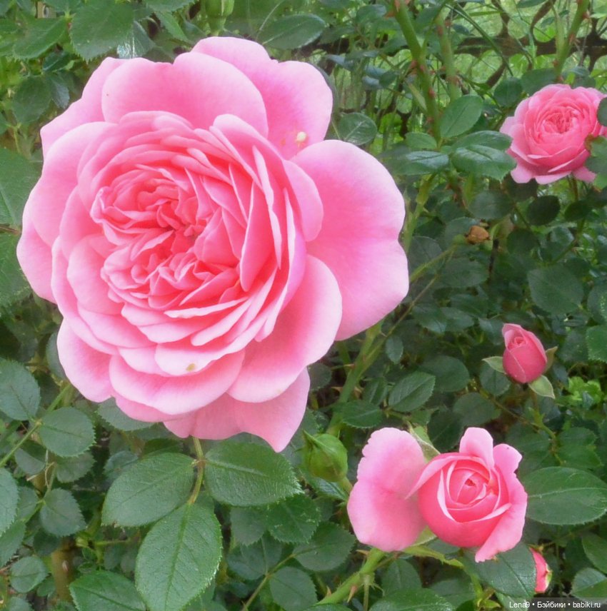 Злата Фотосессия с розами (фото 4)