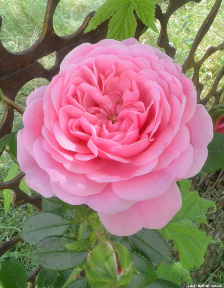 Злата Фотосессия с розами (фото 3)