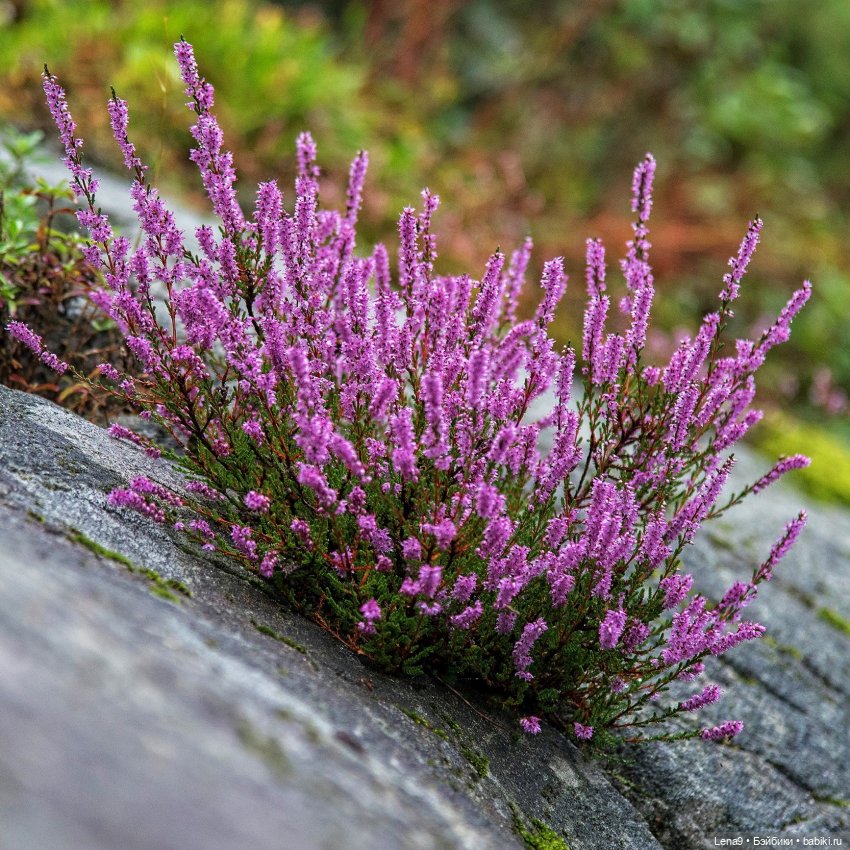 Малышка Хизер — Фарфоровые куклы The Leonardo Collection (Леонардо): интерьерные