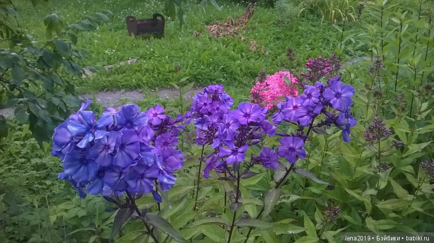 Ромашковое настроение — Куклы Monster High и Ever After High: G1 (фото 3)