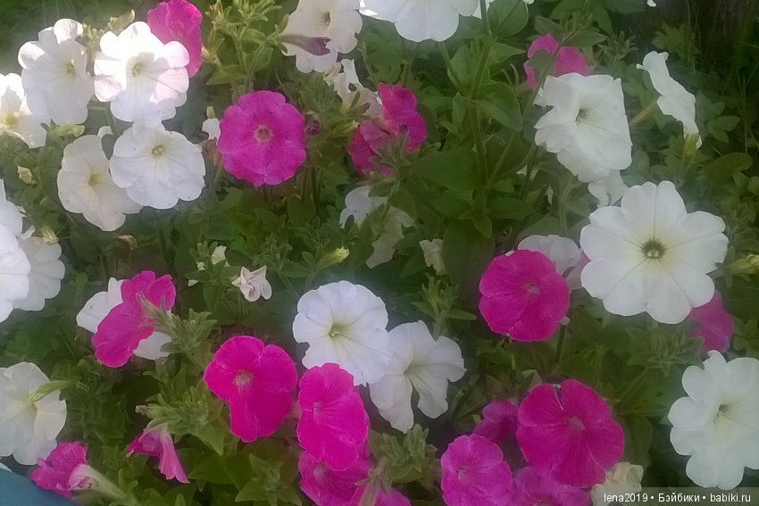 Ромашковое настроение — Куклы Monster High и Ever After High: G1 (фото 2)