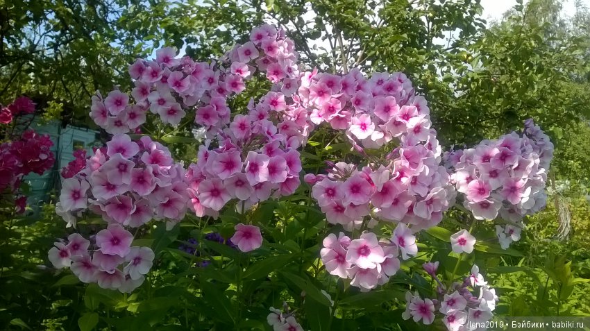 Ромашковое настроение — Куклы Monster High и Ever After High: G1 (фото 4)