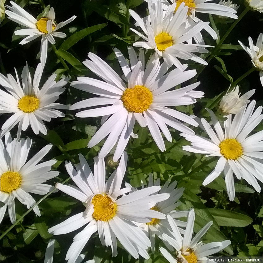 Ромашковое настроение — Куклы Monster High и Ever After High: G1