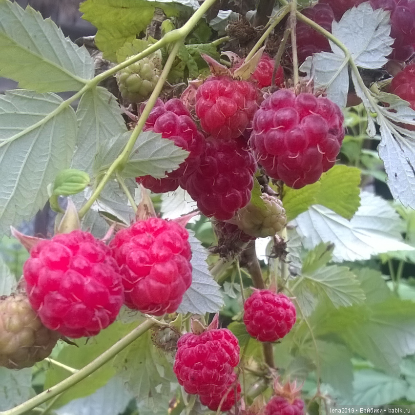 Ромашковое настроение — Куклы Monster High и Ever After High: G1 (фото 8)