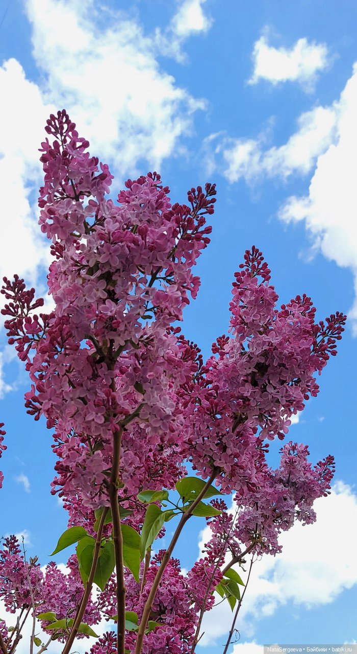 Ладушка Лада (Карлотта Вестида да Азул) на небольшой прогулке в парке (фото 5)