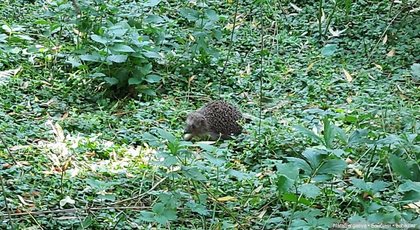 Мелисса гуляет в лугах Коломенского парка