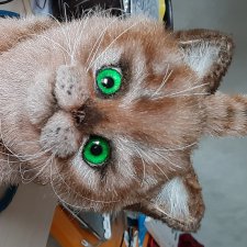 Котенок Себастьян