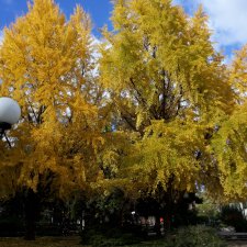 Вот и осень наступила.