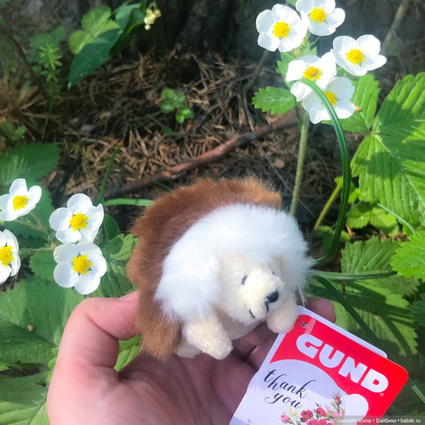 Bella HummingBird - заморская птичка в русском лесу