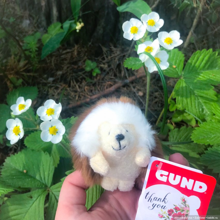 Bella HummingBird - заморская птичка в русском лесу