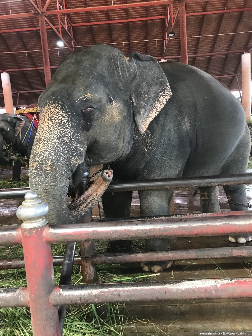 Путешествия Сары, Тайланд, ч.2