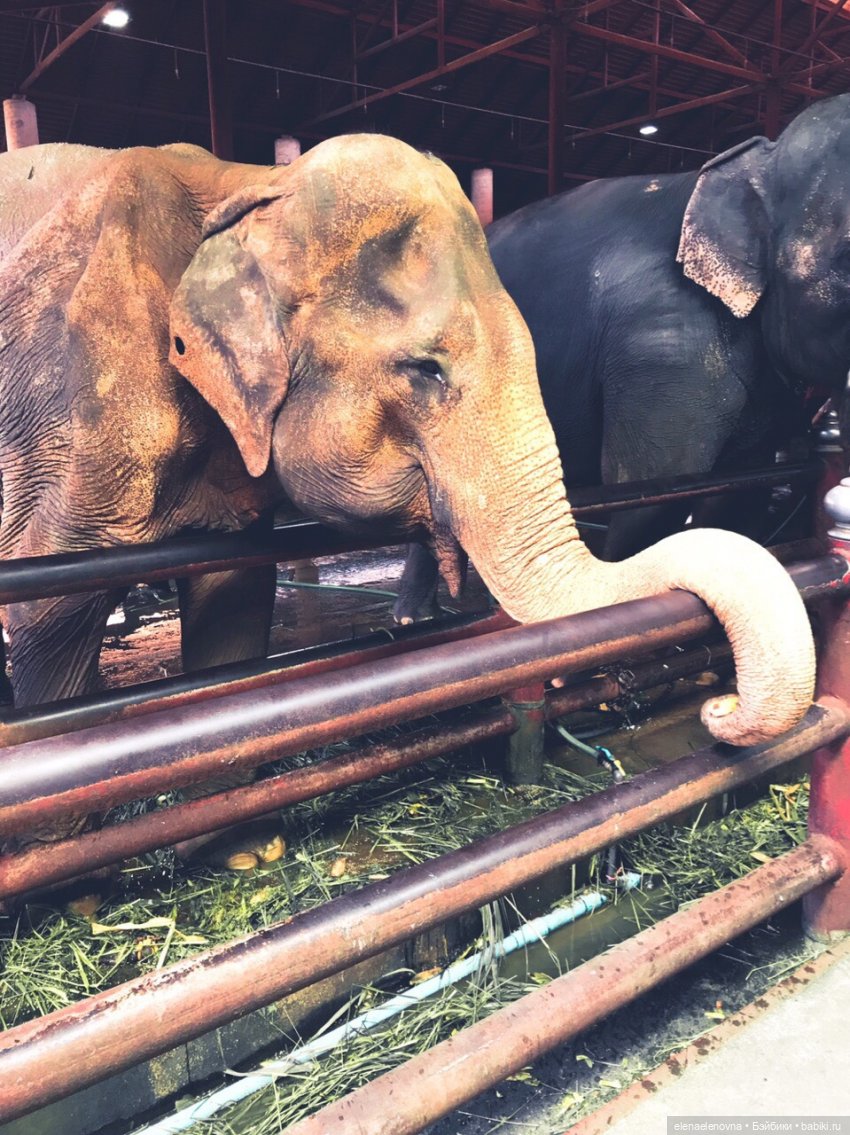 Путешествия Сары, Тайланд, ч.2