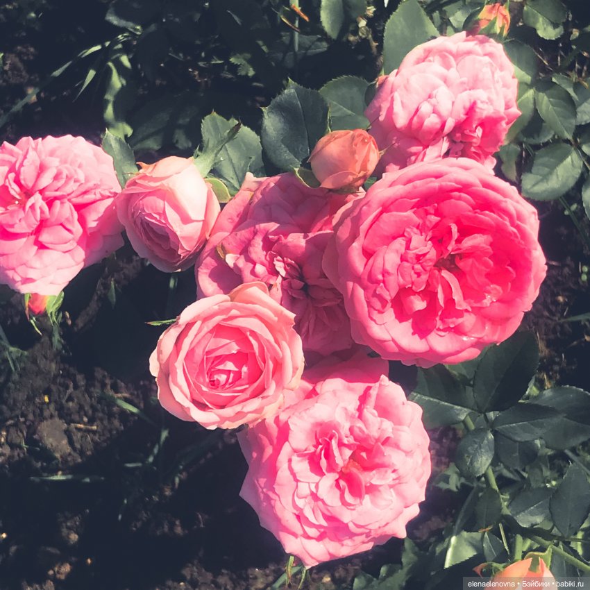 Розочка и Беляночка (Rose Red 🌹 and Snow White), Zwergnase