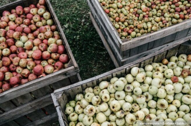 Angela Appleseed, пра-пра-правнучка Джонни - Яблочного Семечка 🍎