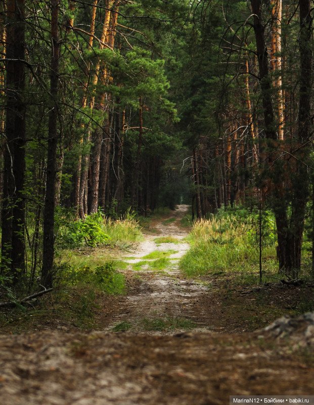 В поисках оборотня. Глава 15