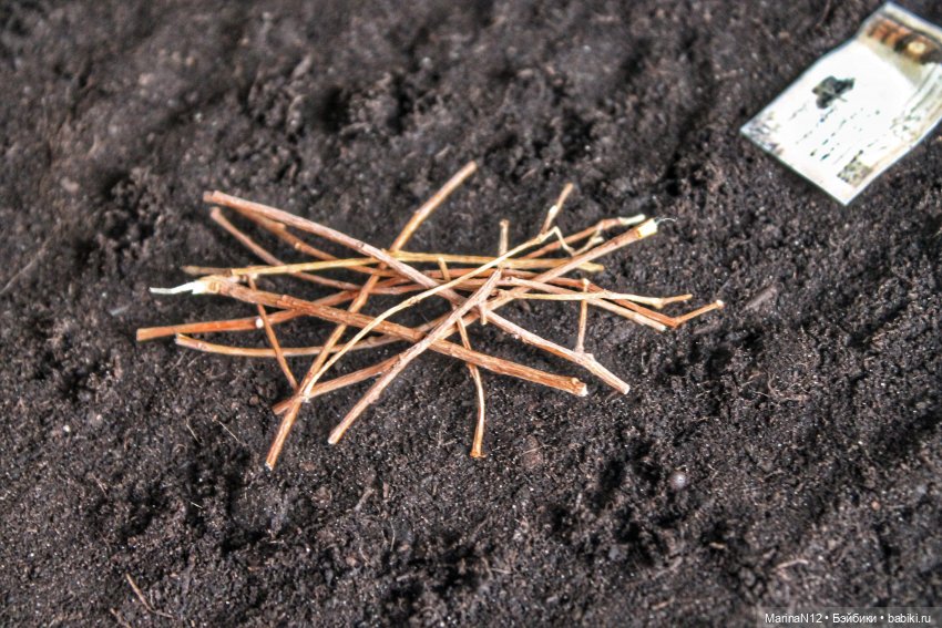 В поисках оборотня. Глава 28 (фото 8)