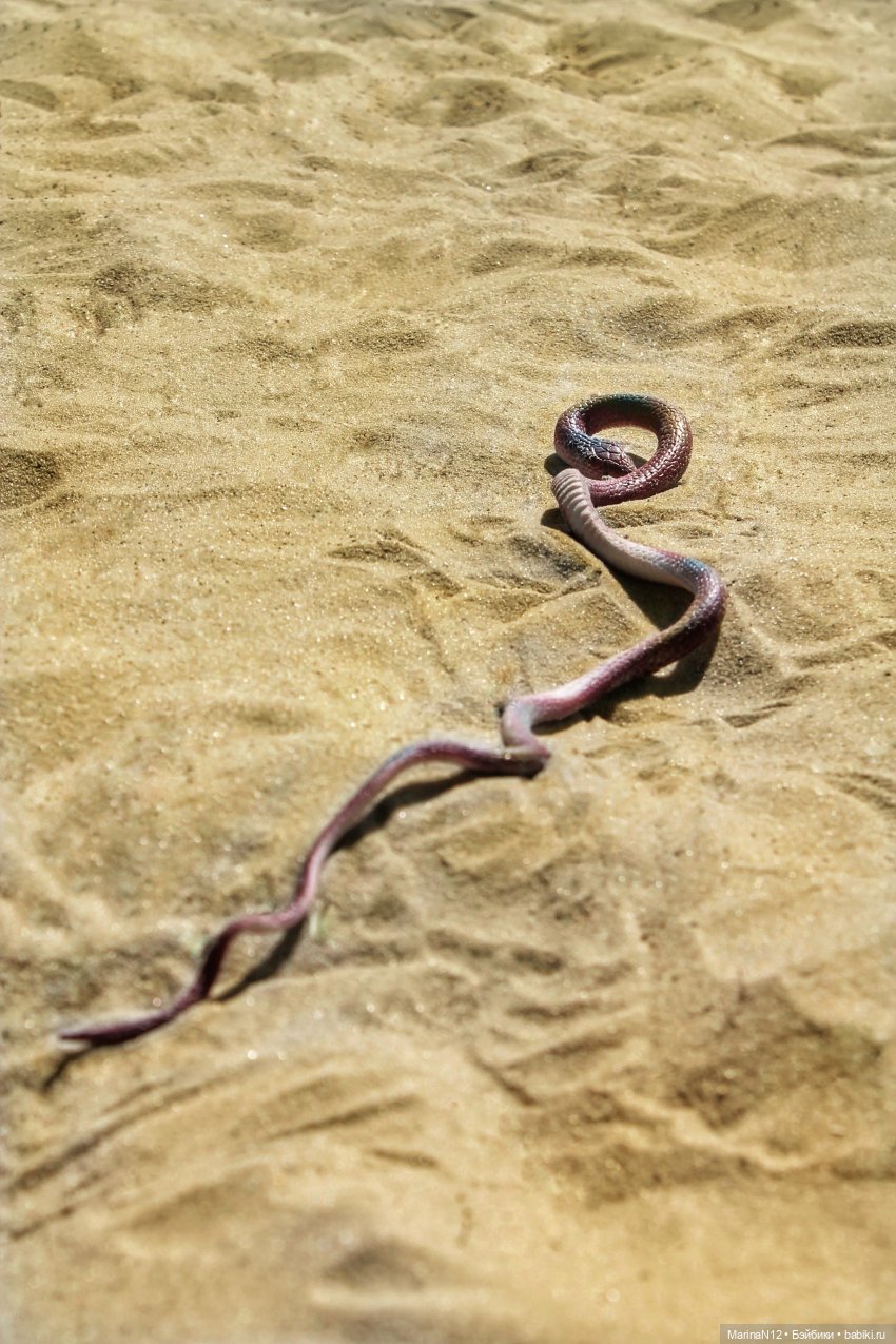 Куклы Integrity Toys (Интегрити): Poppy Parker (фото 9)