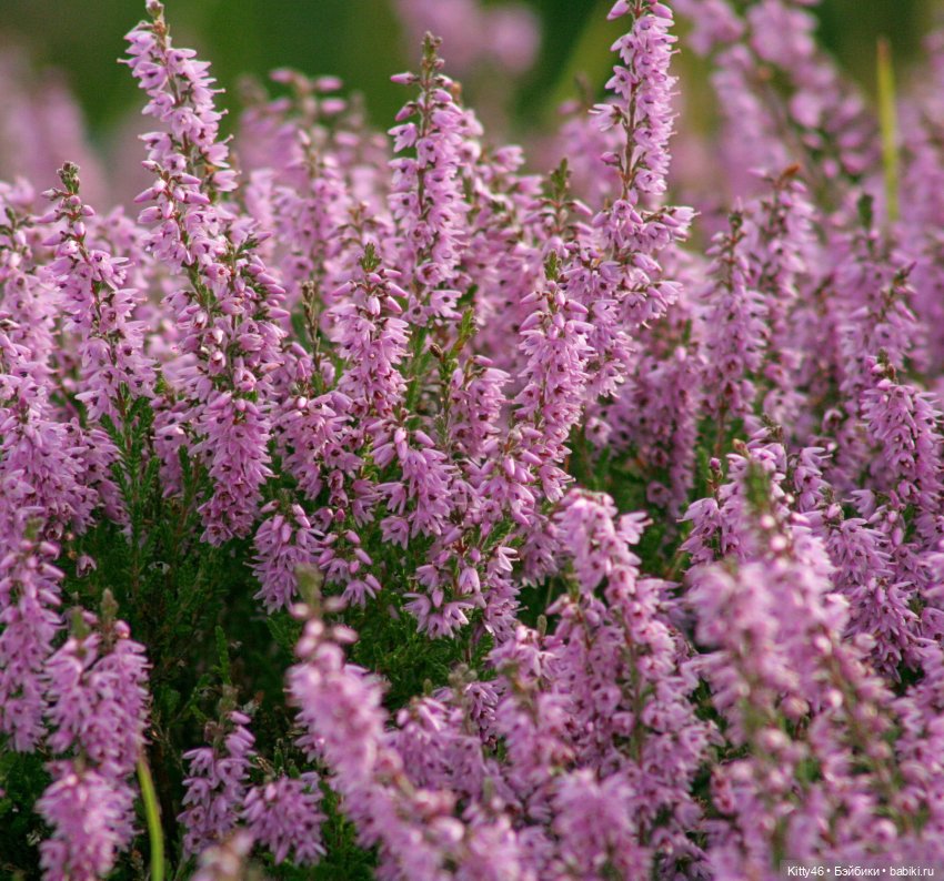 Shadow High Heather Grayson (фото 4)