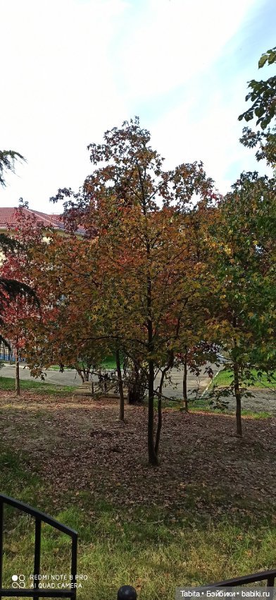 Мадлен и осенний Сочи — Гибриды шарнирных кукол (не БЖД): подбор тела (фото 4)