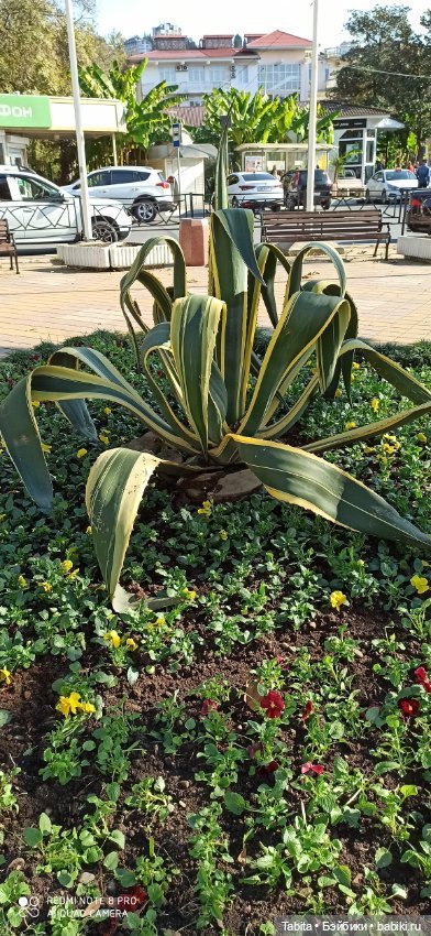 Мадлен и осенний Сочи — Гибриды шарнирных кукол (не БЖД): подбор тела