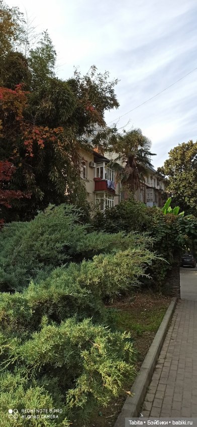 Мадлен и осенний Сочи — Гибриды шарнирных кукол (не БЖД): подбор тела (фото 10)