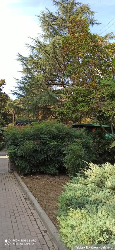 Мадлен и осенний Сочи — Гибриды шарнирных кукол (не БЖД): подбор тела (фото 9)