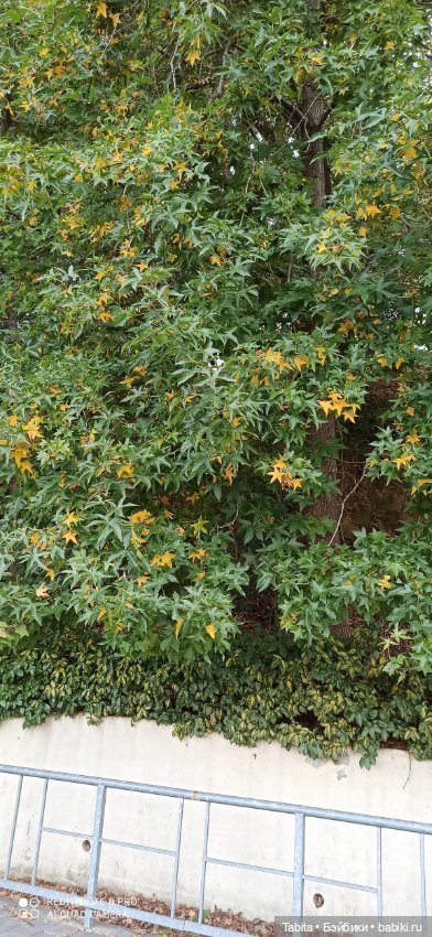 Мадлен и осенний Сочи — Гибриды шарнирных кукол (не БЖД): подбор тела (фото 5)