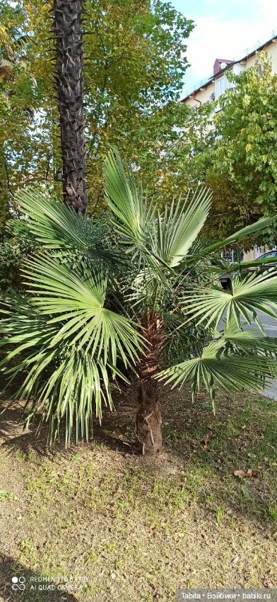 Мадлен и осенний Сочи — Гибриды шарнирных кукол (не БЖД): подбор тела (фото 7)