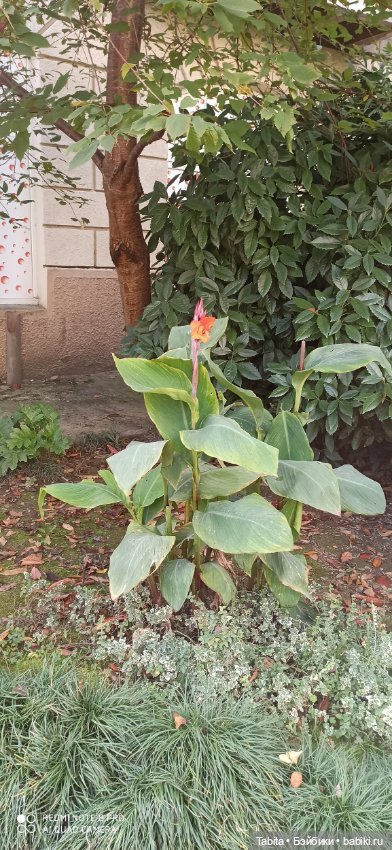 Мадлен и осенний Сочи — Гибриды шарнирных кукол (не БЖД): подбор тела