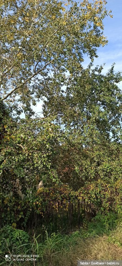 Мадлен и осенний Сочи — Гибриды шарнирных кукол (не БЖД): подбор тела (фото 2)