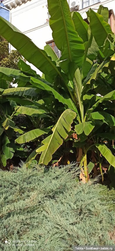 Мадлен и осенний Сочи — Гибриды шарнирных кукол (не БЖД): подбор тела (фото 8)