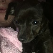 Осенние  забавы