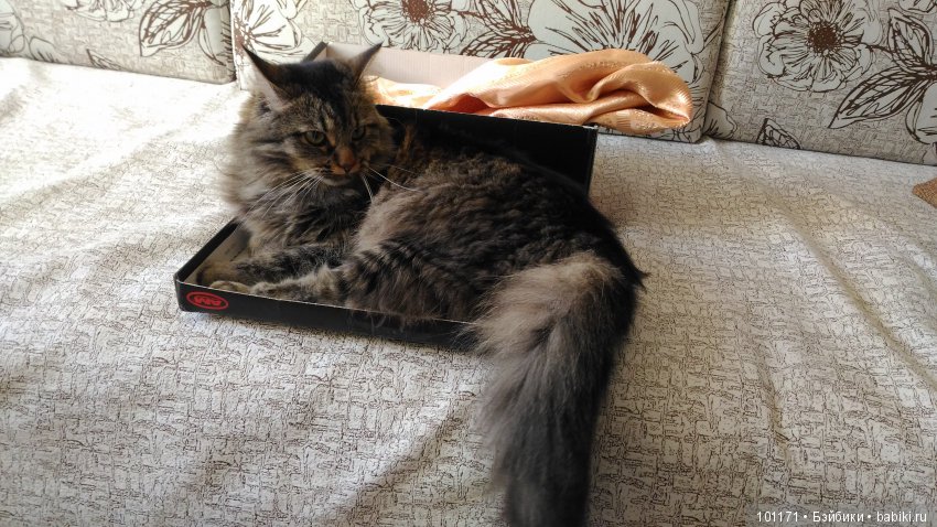 "Никогда не говори "никогда" или помогите с опознанием (фото 2)