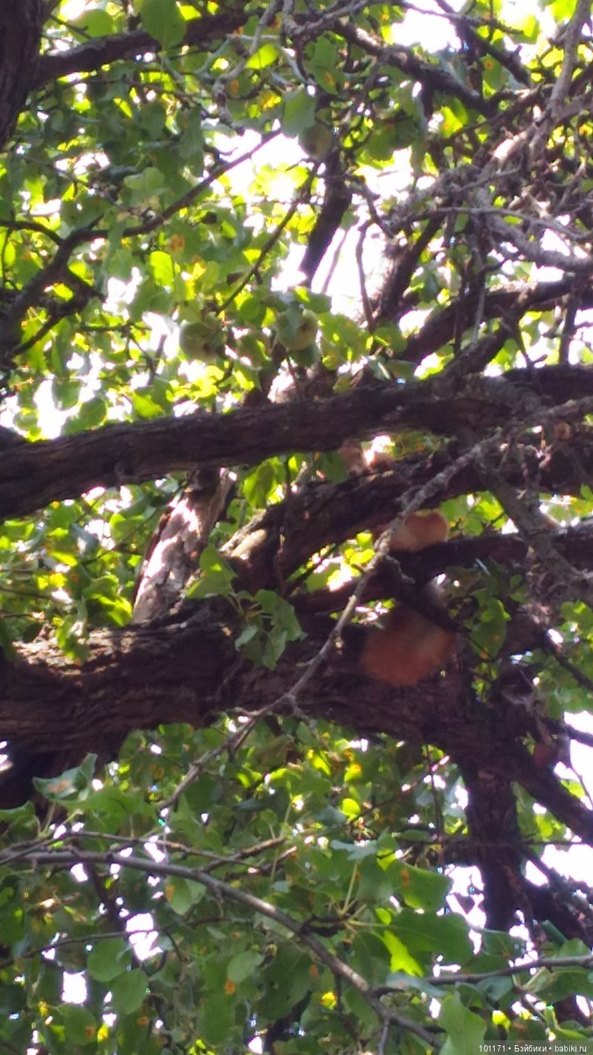 "... Но все еще- ЛЕТО... или фотосессия в обнове (фото 2)