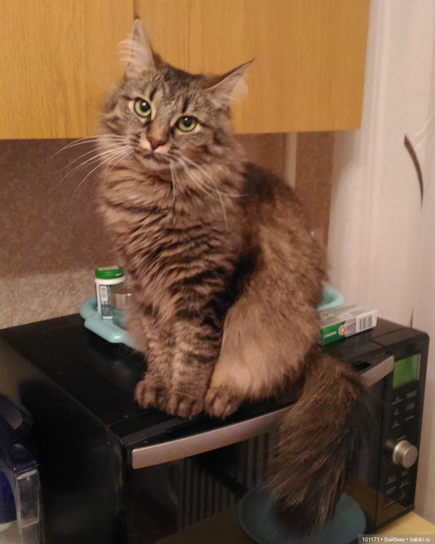 Это моя любимая Муся