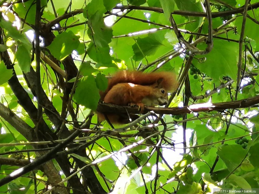 Дачные приключения Сударыни Мыши или "Три орешка для Золушки" | Бэйбики Дачные приключения Сударыни Мыши или "Три орешка для Золушки"